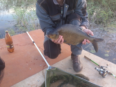 Carp bream