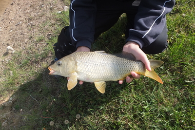 Carp