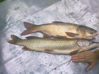 Northern Pike