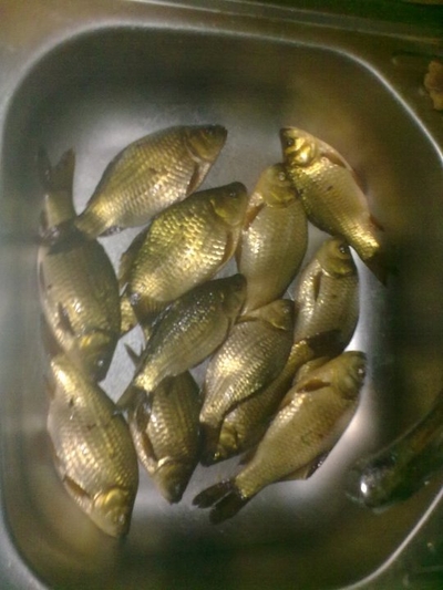 Crucian carp
