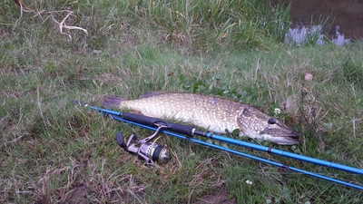 Northern Pike
