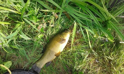 Tench