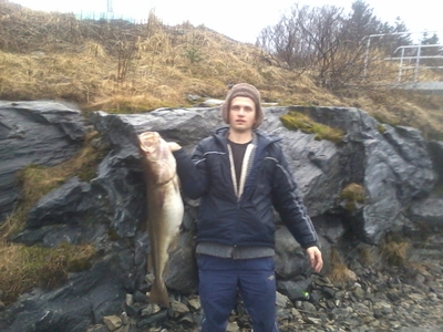 Atlantic cod