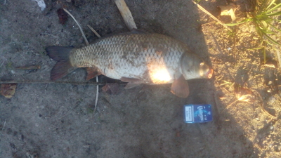 Carp
