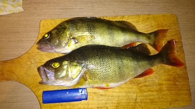 Eurasian perch
