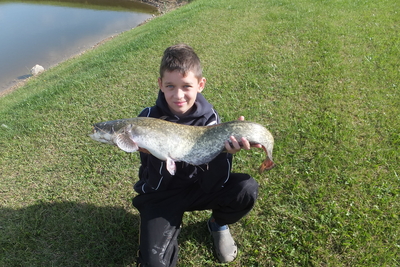 Wels catfish