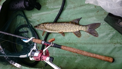 Northern Pike