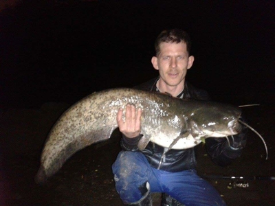 Wels catfish