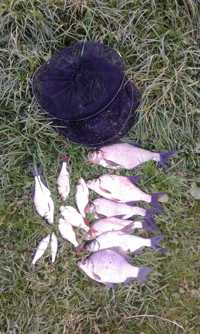 Carp bream