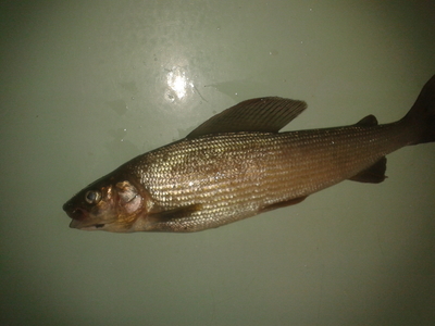 Grayling