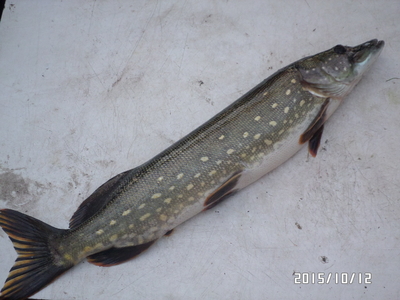 Northern Pike