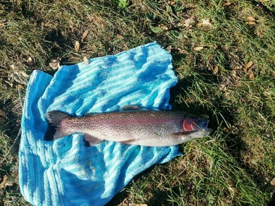 Brown Trout