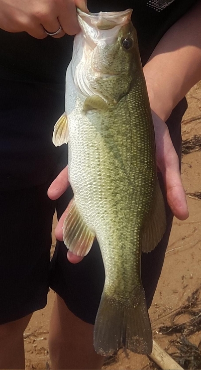 Largemouth Bass