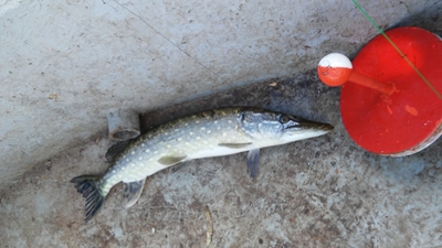 Northern Pike