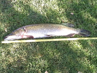 Northern Pike