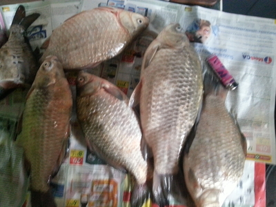 Crucian carp