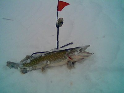 Northern Pike