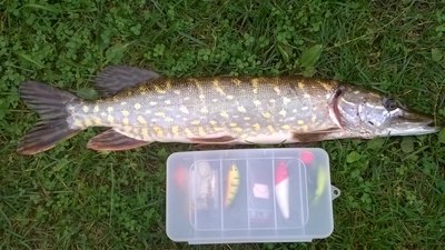Northern Pike