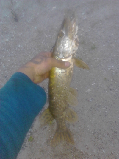 Northern Pike