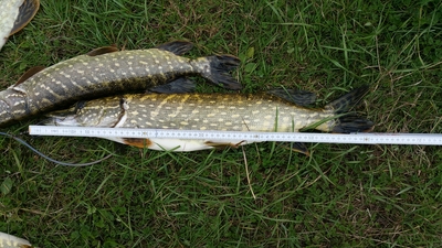 Northern Pike