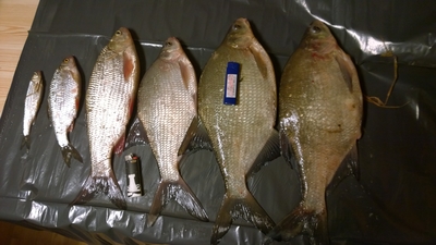 Carp bream