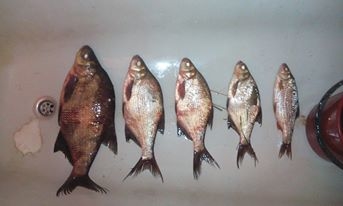 Carp bream