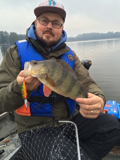 Eurasian perch