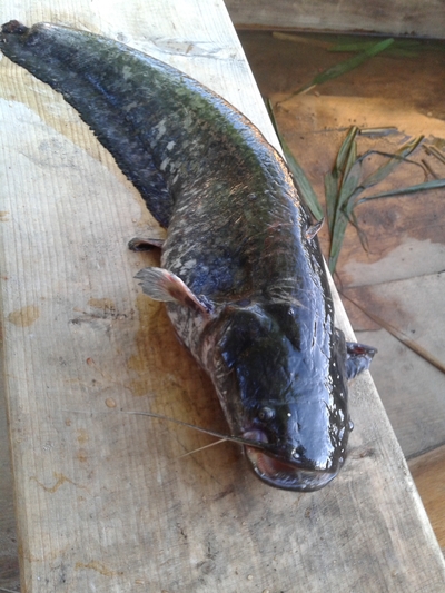 Wels catfish