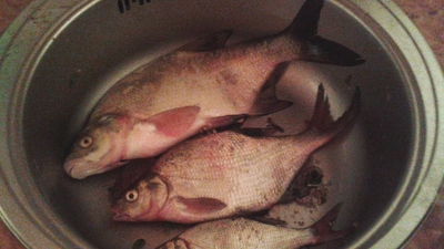 Carp bream