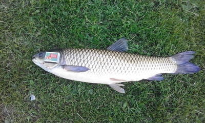 Grass carp