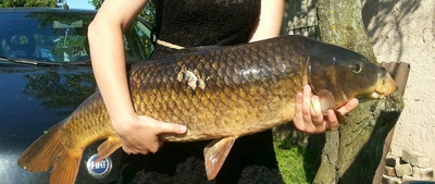 Carp