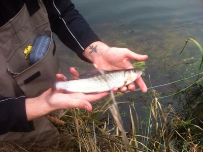 Grayling
