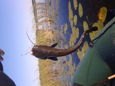 Wels catfish