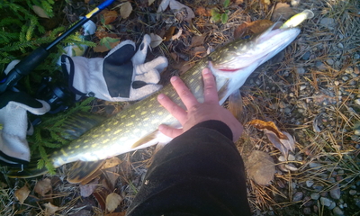 Northern Pike