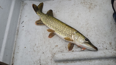 Northern Pike