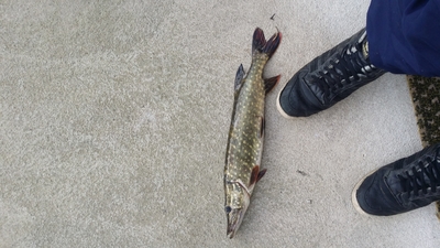 Northern Pike