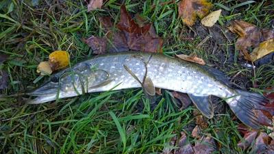Northern Pike