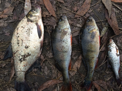 Carp bream