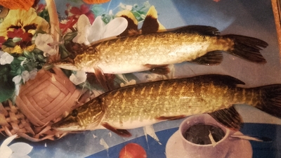 Northern Pike