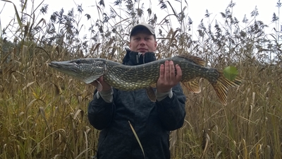 Northern Pike
