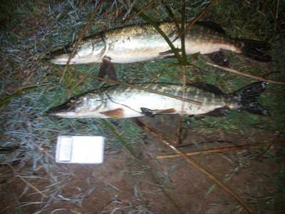 Northern Pike