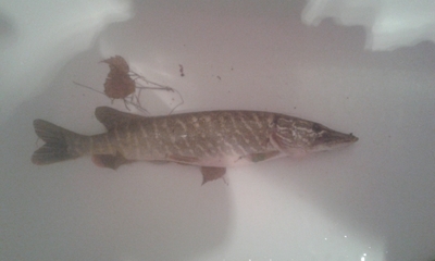 Northern Pike
