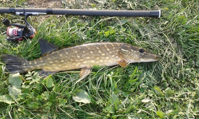 Northern Pike