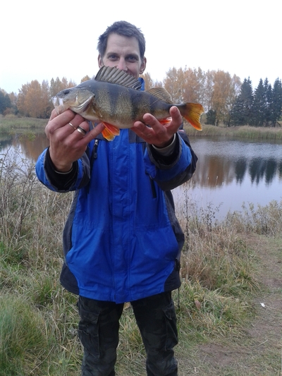 Eurasian perch