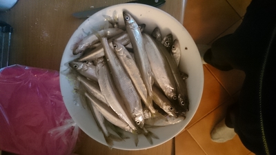 European smelt