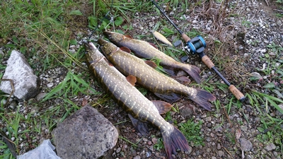 Northern Pike