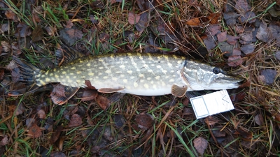 Northern Pike