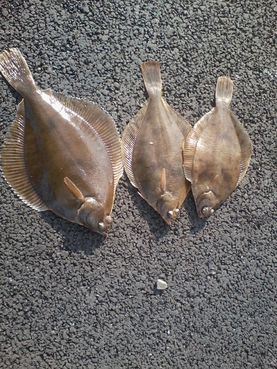 European plaice