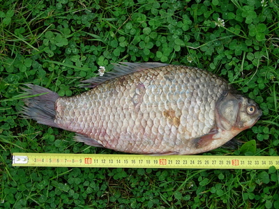Crucian carp