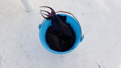 Black triggerfish